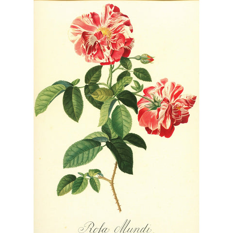 Antique Botanical Colour Georg Ehret Print 'Rosa Mundi', Vintage Botanical Print, Botanical Art, Horticulture Print