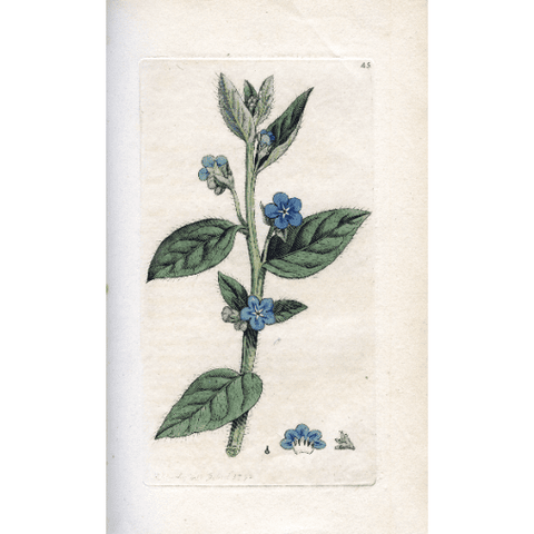 Antique Botanical Print  'Evergreen Alkanet (Anchusa semperivens)', Botanical Art, Vintage Flower Print, Botanical Illustration