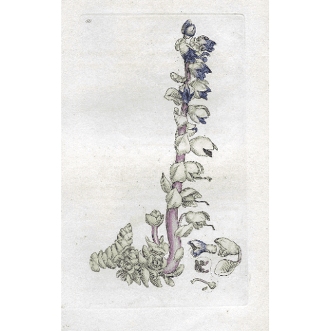 Antique Botanical Print Greater Toothwort (Lathraea squamaria), Vintage Botanical Print, Antique Engraving, Copperplate Engraving