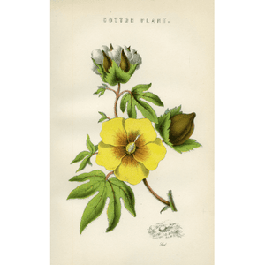 Antique Botanical Colour Print 'Cotton Plant', Vintage Botanical Print, Botanical Art, Horticulture Print