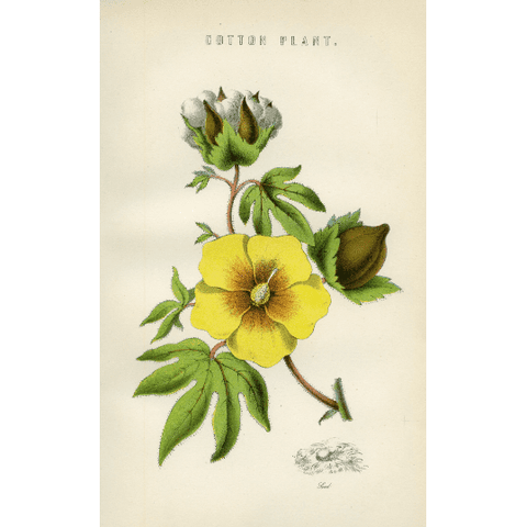 Antique Botanical Colour Print 'Cotton Plant', Vintage Botanical Print, Botanical Art, Horticulture Print