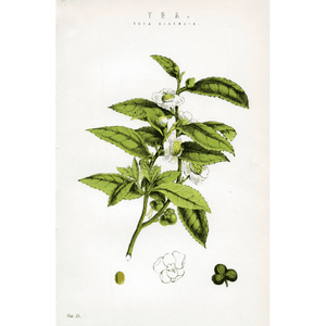 Antique Botanical Colour Print 'Tea (Thea sinensis)', Vintage Botanical Print, Botanical Art, Horticulture Print