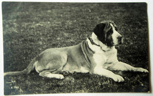 Rotary Photo Vintage Black and White Photograph Postcard of Saint Bernard Dog, Vintage Postcard, Vintage Dog Photo