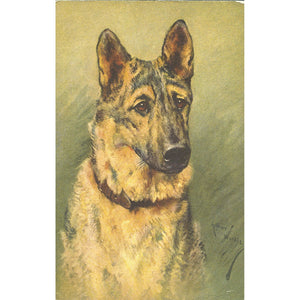 Alpha Publishing Co. Postcard German Shepherd Dog