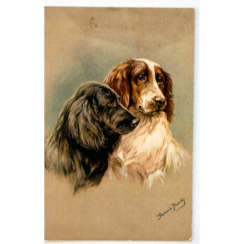 Fannie Moody Illustrated Spaniel Dog Postcard, Vintage Postcard, Spaniel Postcard, Spaniel Illustration, Dog Postcard