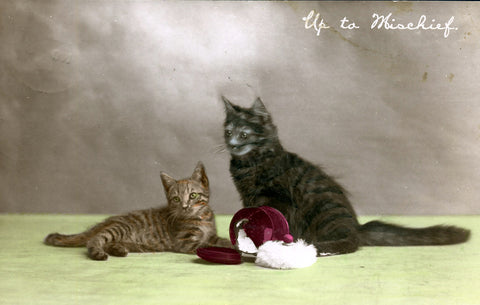 Aristophot Hand Coloured Real Photograph Kitten Postcard 'Up to Mischief', Vintage Postcard Kittens, Pet postcard, Cat Postcards