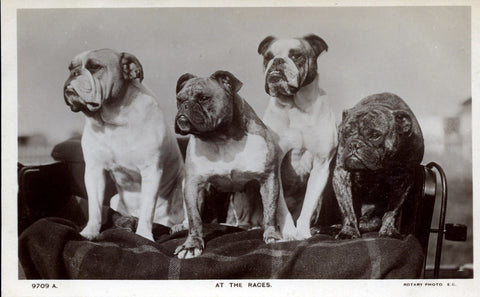 Rotary Photo Postcard of Bulldogs 'At the Races', Vintage Dog Photo, Vintage Postcard Bulldogs,