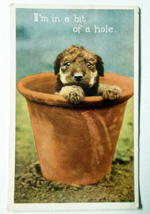 Vintage Postcard Puppy in Flowerpot 'I'm in a bit of a hole', Dog Postcard