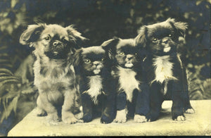 Antique Real Photograph Postcard of Puppies, Vintage Dog Postcard, Antique Photography Pets