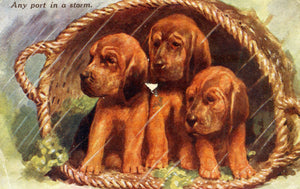 Vintage Dog Postcard J. Salmon Ltd. 'Any port in a storm', Vintage Puppies Picture Postcard