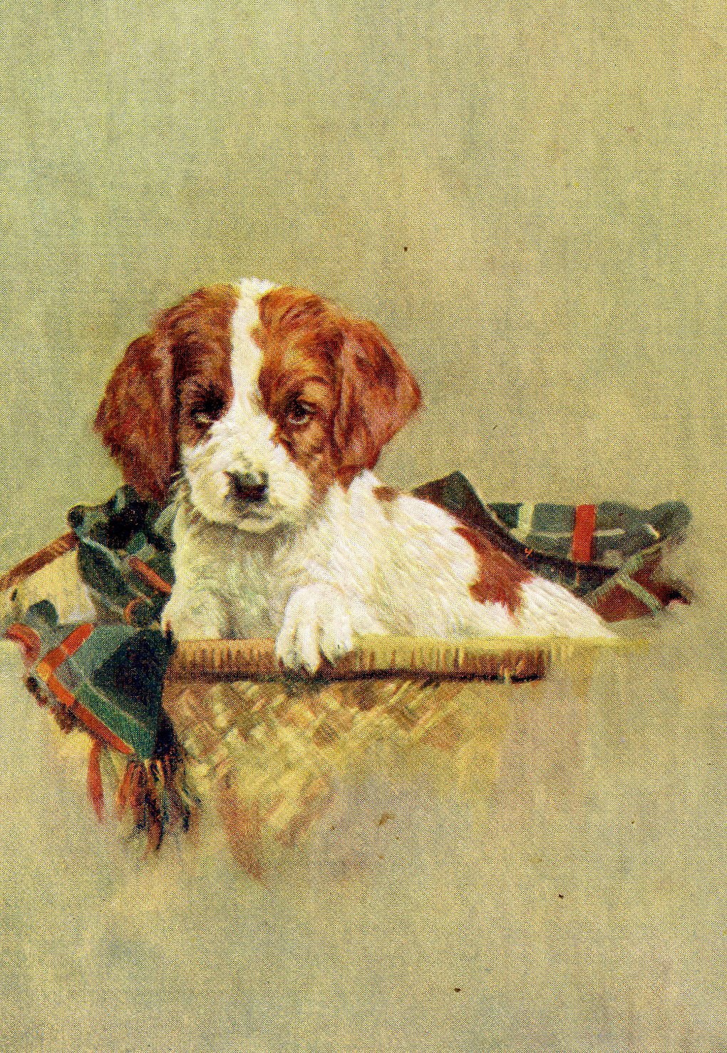 Vintage Advertising Postcard 'The Basset Hound', Advertising Collectables, Vintage Dog Postcard