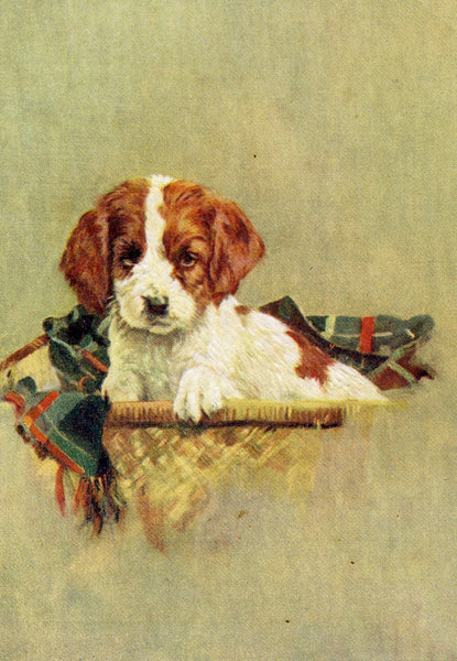 Vintage Advertising Postcard 'The Basset Hound', Advertising Collectables, Vintage Dog Postcard