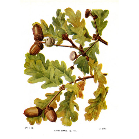 Antique Botanical Tree Print 'Acorns of Oak', Botanical Art, Scientific Botanical Illustration