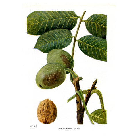 Antique Botanical Tree Print 'Fruits of Walnut', Botanical Art, Scientific Botanical Illustration