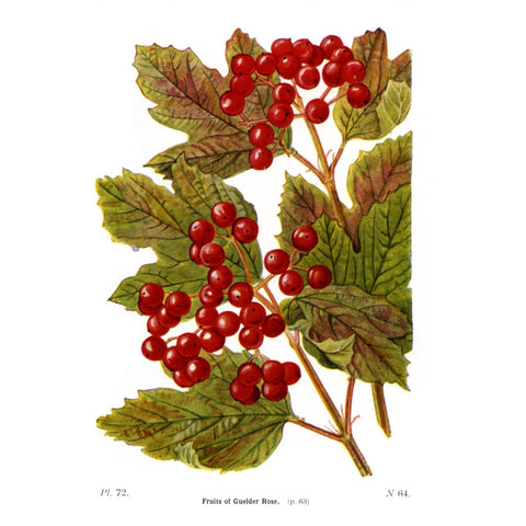 Antique Botanical Tree Print 'Fruits of Guelder Rose', Botanical Art, Scientific Botanical Illustration