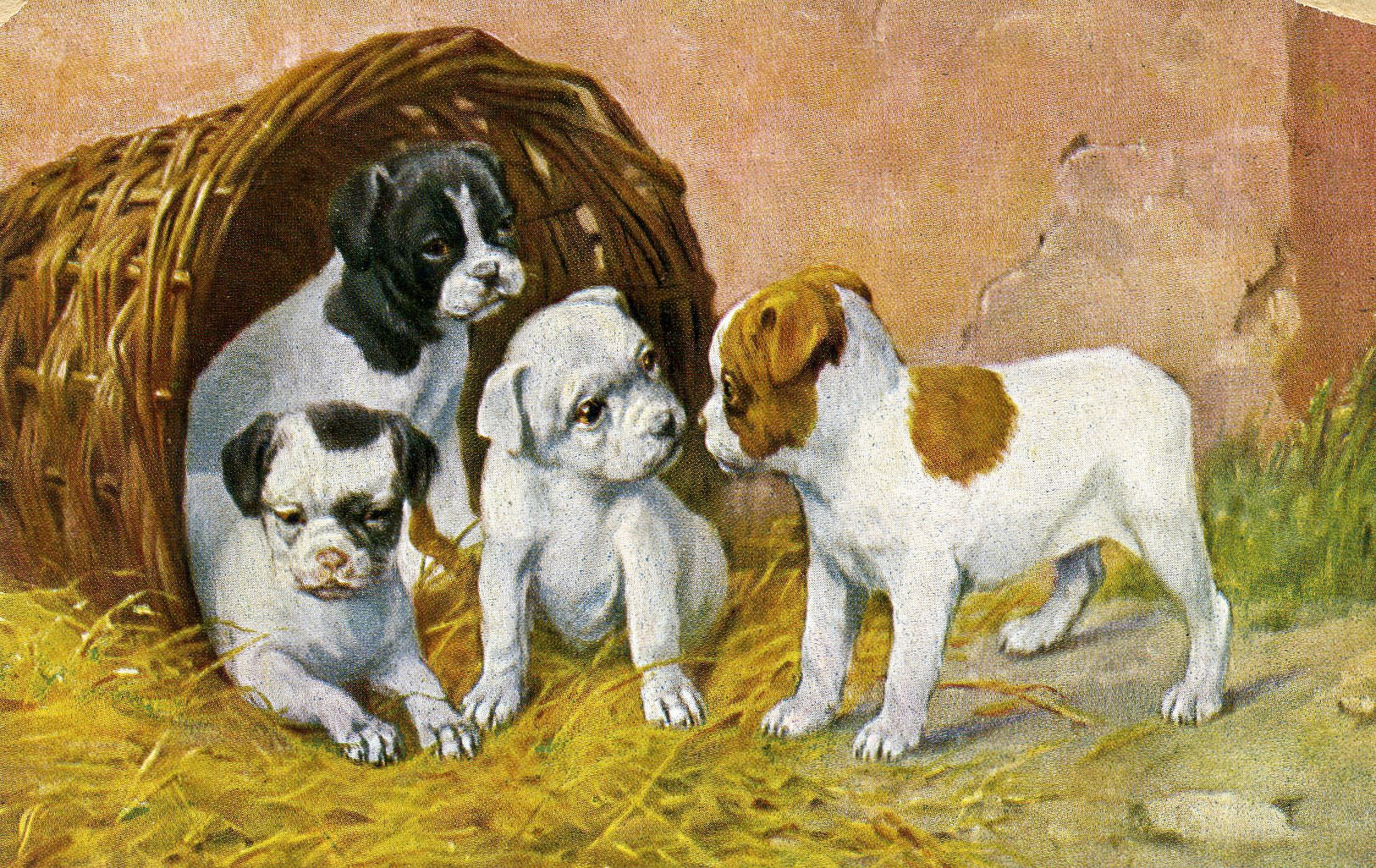 Vintage Puppies Dog Postcard, Vintage Animals, Dog Postcard