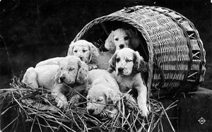 Valentine's Real Photo Postcard of Puppies in Basket, Vintage Dog Photo, Vintage Postcard