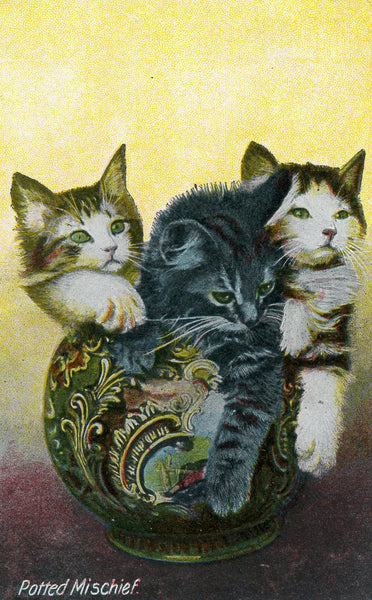 Vintage Cat Postcard Commercial Series 'Potted Mischief', Vintage Kittens Postcard