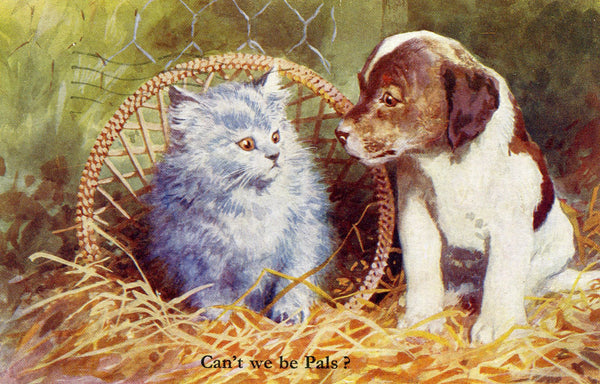 Vintage J. Salmon Ltd. Cat and Dog Postcard 'Can't we be pals?', Vintage Puppy Postcards, Kitten Postcards, Dogs and Cats