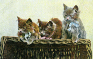 Vintage Cat Postcard, Vintage Kittens Postcard, Vintage Postcard Cats and Kittens