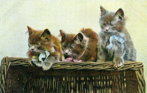 Vintage Cat Postcard, Vintage Kittens Postcard, Vintage Postcard Cats and Kittens