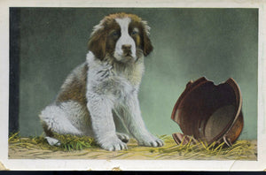 Vintage Colour Puppy Dog Portrait Postcard, Vintage St Bernard Dog