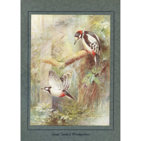 Natural History Print 'Great Spotted Wood peckers' 1922