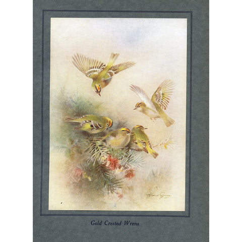 Natural History Print 'Gold Crested Wrens' 1922