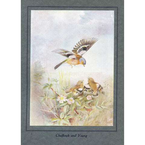 Natural History Print 'Chaffinch and Young' 1922