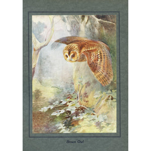 Natural History Print 'Brown Owl' 1922