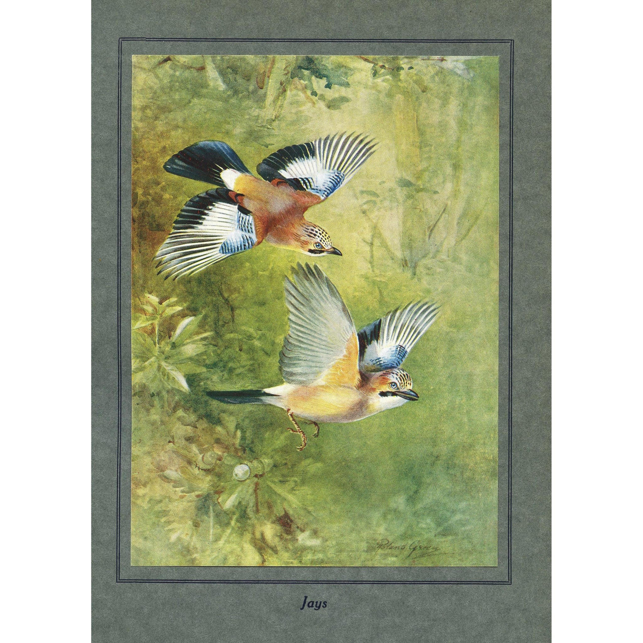 Natural History Print 'Jays' 1922