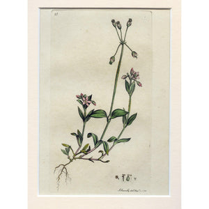 Umbilliferous Chickweed (Holosteum umbellatum) 1791