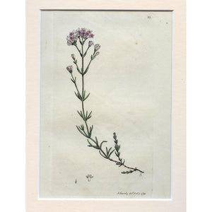 Squinancy-wort (Asperula cynanchica) 1791