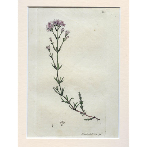 Squinancy-wort (Asperula cynanchica) 1791