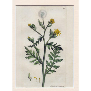 Stinking Groundfel (Senecio viscosus) 1791