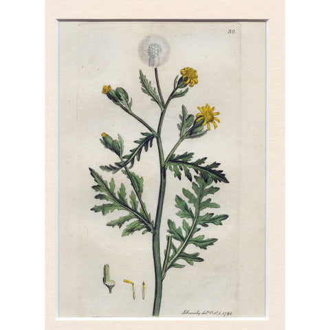 Stinking Groundfel (Senecio viscosus) 1791