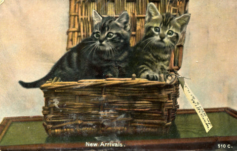 Rapid Photo Printing Co., London Vintage Cat Kitten Postcard 'New Arrivals'