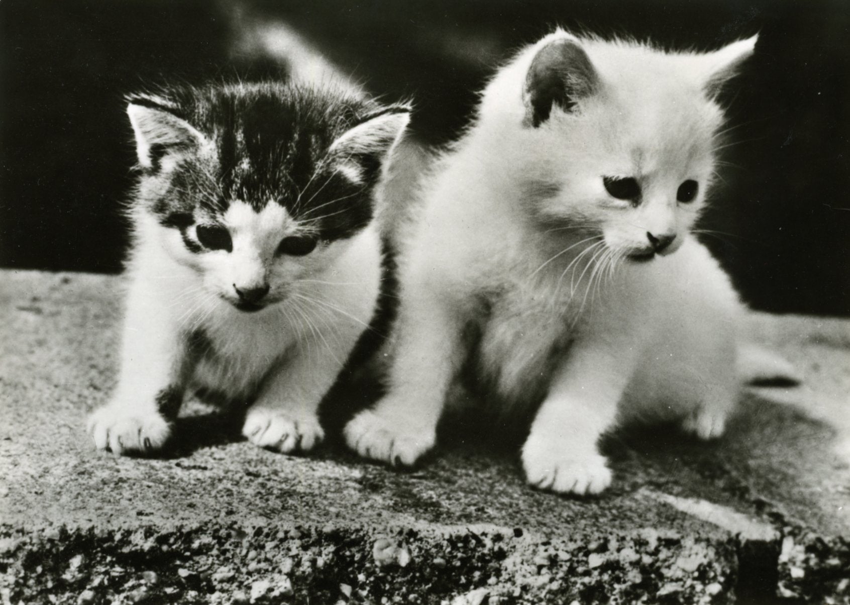 Vintage Kittens Postcard