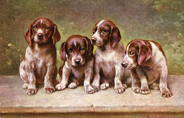 Vintage Puppy Dog Postcard