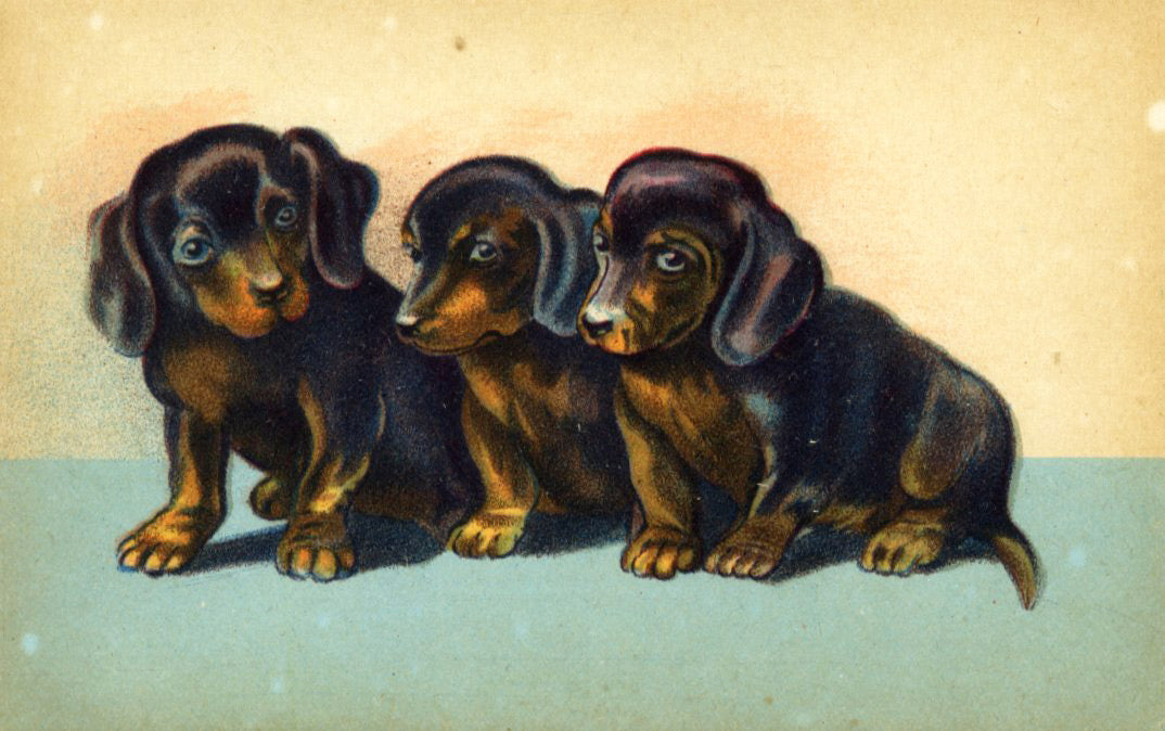 Vintage Mini Dachshund Puppies Postcard