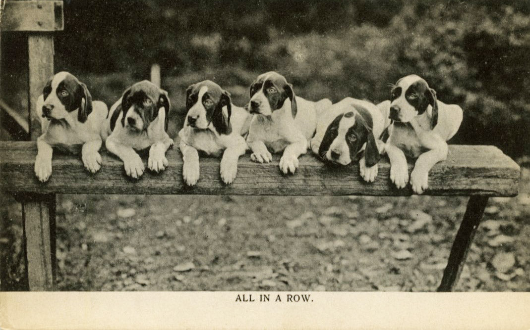 Vintage Dog Postcard 'All in a Row'