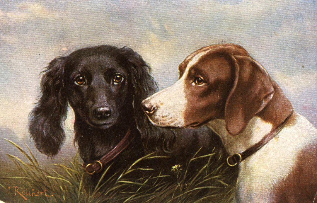 VIntage Dog Postcard 'Field Spaniel and Pointer'