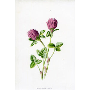 Vintage Botanical Print 'Red Meadow-Clover', Botanical Art, Vintage Flower Prints, Botanical Illustration