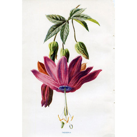 Vintage Botanical Print 'Tacsonia', Botanical Art, Vintage Flower Prints, Botanical Illustration