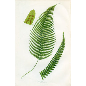 Antique Botanical Fern Print 'Male Fern', Botanical Art, Scientific Botanical Illustration