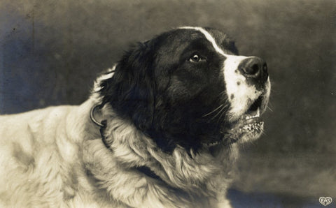 VIntage Real Photograph St. Bernard Dog Postcard