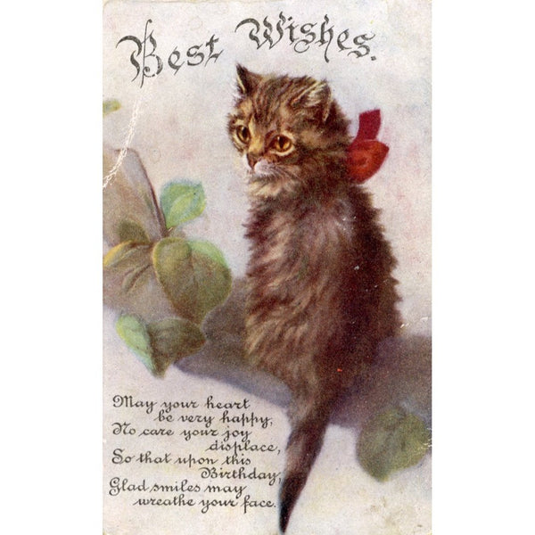 National Series Birthday Greetings Kitten Postcard 'Best wishes'