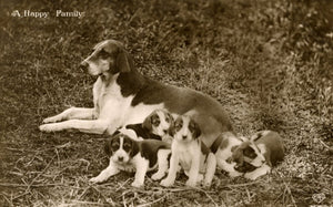 Real Photograph E. A. Schwerdtfeger Dog Postcard 'A Happy Family'