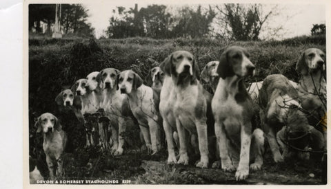 Real Photograph Blackmore Series Minehead Dog Postcard 'Devon & Somerset Staghounds''