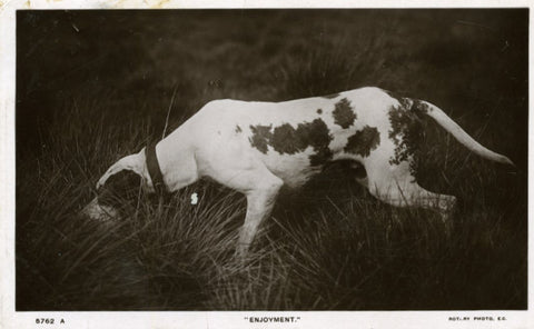 Real Photograph Rotary Photographic Series Dog Postcard 'Enjoyment'